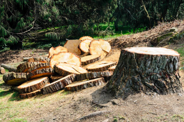 Reliable Allen, TX Tree Services Solutions